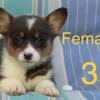 AKC Welsh Penbroke corgi puppy