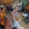 Shiba Inu Puppies Full blooded male red sesame Champion AKC APRI 6 Generation Pedigree