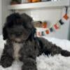 Cute Cockapoo female puppies