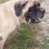 English Mastiff female 