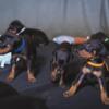 Doberman Puppies AKC