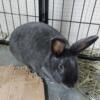 Female Bunny  looking for forever home