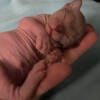 Sphynx Kittens Have been Born!