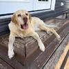 Yellow Lab