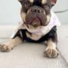 Adult female french bulldog looking for retirement home!
