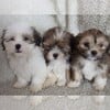 Lhasa Apso puppies (AKC)