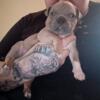 5 week old American Bully