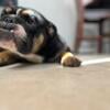 Akc english bulldog pup