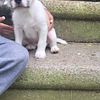 2 free Beautiful female Bichon & English Bulldog  mix puppies