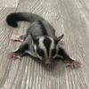 ISO intact male sugar glider