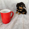 Miniature dachshund long haired baby girl 