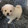 Pomchi male puppy 