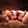 Kune Kune piglets for new pastures