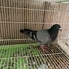 Quality racing pigeon for sale