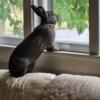 Rehoming 2 yo neutered female bunny