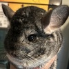 Chinchillas needing a good home