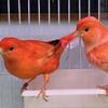 Canaries -We got Young canaries -all colors- great singers!