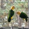 Parent raised white Belly Caiques 