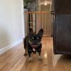 Female 3 years old French bulldog