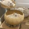 5 Male Ragdoll Kittens