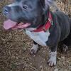 Abr register bully's puppy coming soon
