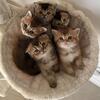 Scottish fold and straight kittens- ready to go