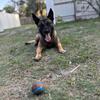 Belgian Malinois | FREE