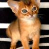 Gorgeous Abyssinian kittens for sale 