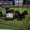 Dachshund pups available now! 2 male & 2 female