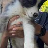 AKC registered Siberian Husky puppies Agouti