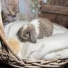 Baby Bunny Rabbit Boutique Dwarf Lops, Holland Lop Lionlop Lionhead Bunnies