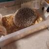 Cute male hedgehog for sale