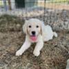 AKC Golden Retriever Puppies