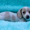 Miniature Dachshund puppies (female)