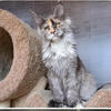 Poly Maine Coon Female 14 months old 