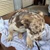 Girl tri Meral Bully