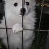 Pomeranian pups. Ready for a new family