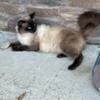 Himalayan Ragamese male cat