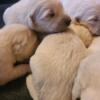 AKC English Cream Golden Retrievers- Males and Females Available