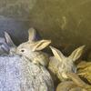 Flemish giant rabbit babies $40 ea
