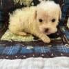 Toy poodle male CKC North Carolina