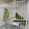 Peach Front Conure Pair