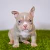 American bully female