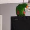 Seminole Island eclectus parrot