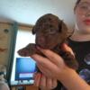 Toy poodle puppies