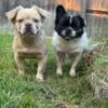 Adult male fluffy french bulldogs