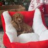 Toy poodle 