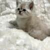 Munchkin kittens male and female