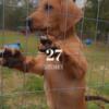 12 week old male treeing walker plott mix