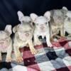 Velvet, Silky, Fluffy, and Standard French Bulldog Puppies looking for a great home